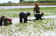 Gobierno destina S/ 170 millones para frenar crisis econ�mica de productores de arroz