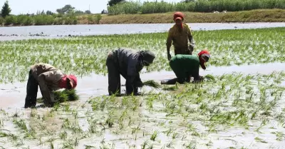 Producci�n de arroz