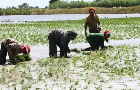 Producci�n de arroz