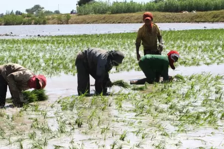 Producci�n de arroz