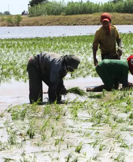 Producci�n de arroz
