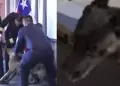 Perro antidrogas se lanza sobre vicealmirante chileno en plena ceremonia y se vuelve viral: Armada aclara suceso