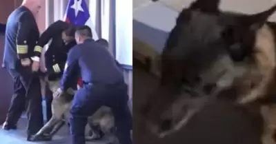 Perro antidrogas se lanza sobre vicealmirante chileno en plena ceremonia y se vu