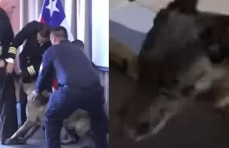 Perro antidrogas se lanza sobre vicealmirante chileno en plena ceremonia y se vu