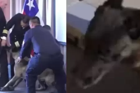 Perro antidrogas se lanza sobre vicealmirante chileno en plena ceremonia y se vu