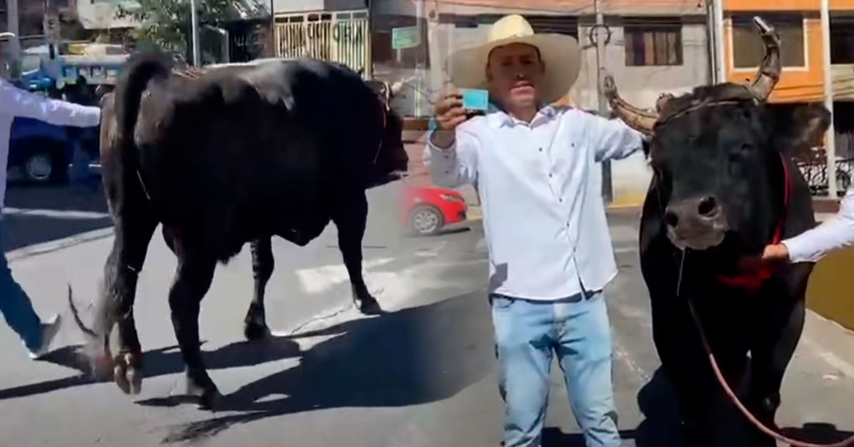Elecciones 2026: Ciudadano llegó a votar con su TORO de pele