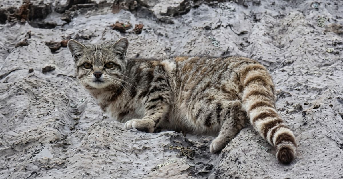 Presencian ejemplar de gato andino en interior del Parque Na