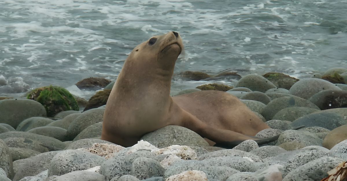 ¿Encontraste un lobo marino en la playa? Esto es lo que nunc
