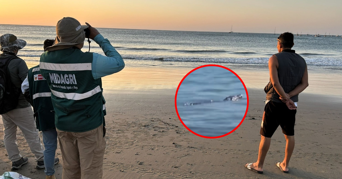 SERFOR confirma avistamiento de cocodrilo en playa de Tumbes