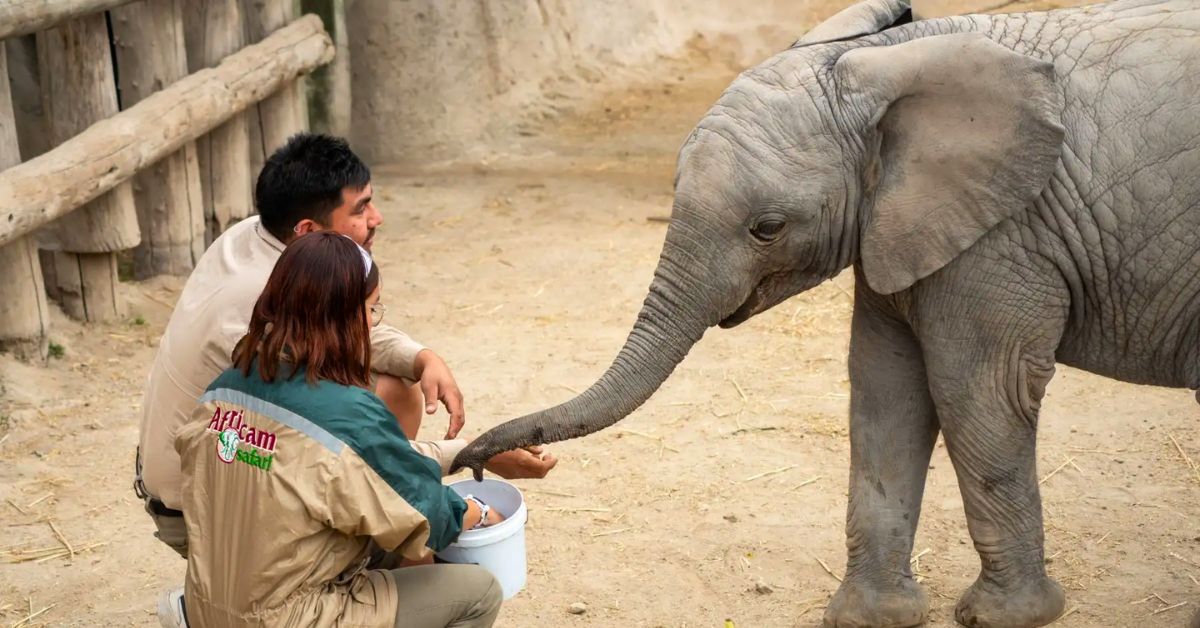 Elefante africano