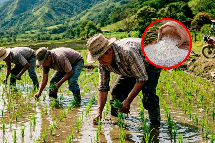 Cultivo de arroz podría beneficiarse