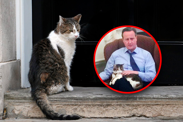 Larry fue adoptado en el 2011 por David Cameron.