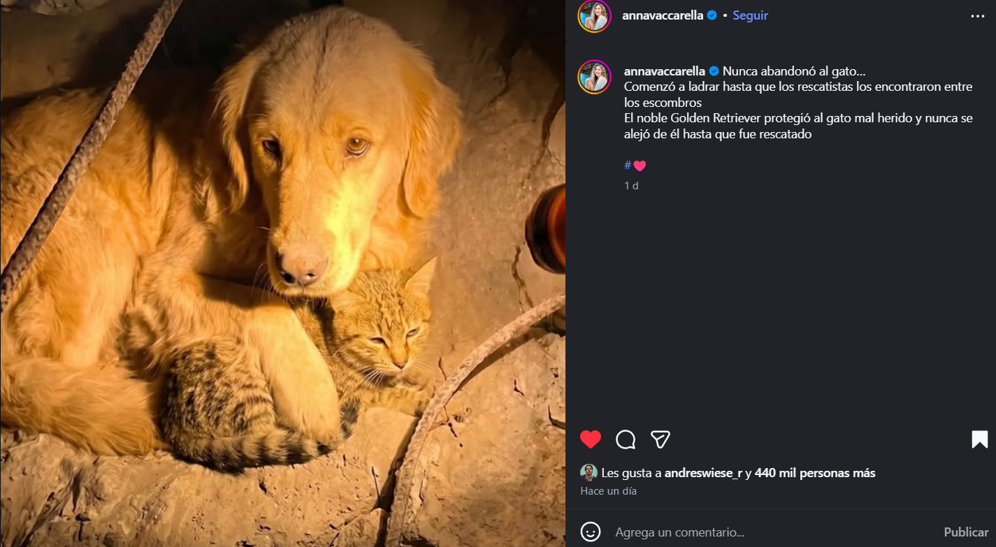 Perro protege a gato con su vida