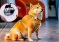 China lanza traductor para perros y gatos con 95% de efectividad: �C�mo funciona y cu�nto cuesta?