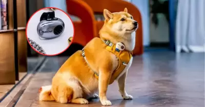 China lanza traductor para mascotas con 95% de efectividad