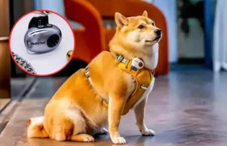 China lanza traductor para mascotas con 95% de efectividad
