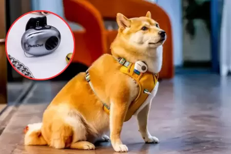 China lanza traductor para mascotas con 95% de efectividad