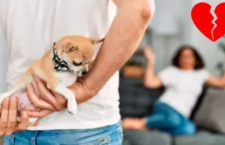 Piden el divorcio por conflicto entre sus mascotas.