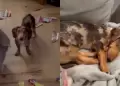 Joven ten�a el �LBUM del Mundial casi lleno, pero su perrita lo DESTROZ�: "Solo me faltan 20 figuritas"
