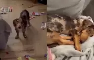Joven tenía el ÁLBUM del Mundial casi lleno, pero su perrita lo DESTROZÓ: "Solo me faltan 20 figuritas"