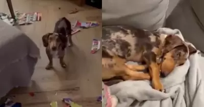 Perrita rompe �lbum del Mundial 2026 casi lleno