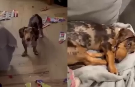 Perrita rompe �lbum del Mundial 2026 casi lleno