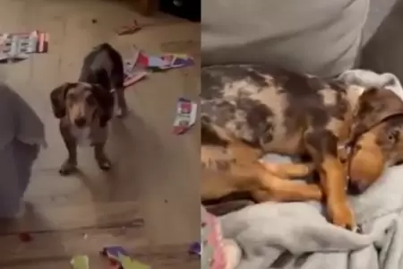 Perrita rompe �lbum del Mundial 2026 casi lleno