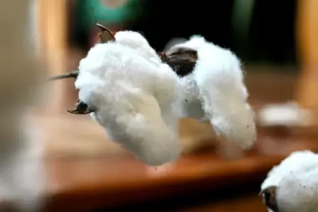Nueva variedad de algod�n