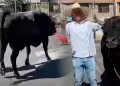 Elecciones 2026: Ciudadano lleg� a votar con su TORO de pelea de 900 kilos y sorprende a electores