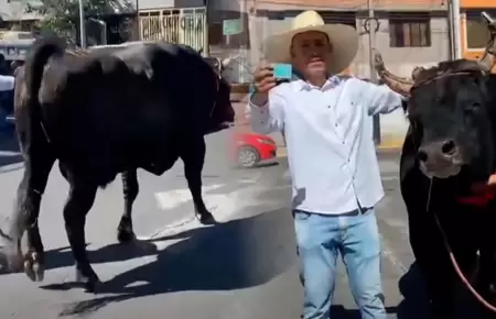 Due�o va a votar con su toro en segunda vuelta Elecciones 2026.