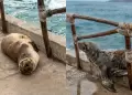 Costa Verde: lobo marino herido regres� al mar tras permanecer varado en la playa