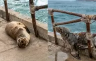 Costa Verde: lobo marino herido regresó al mar tras permanecer varado en la playa