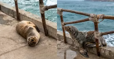 Lobo marino regres� al mar tras permanecer varado en Costa Verde