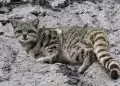 Presencian ejemplar de gato andino en interior del Parque Nacional Huascar�n: �Por qu� es tan importante este avistamiento?
