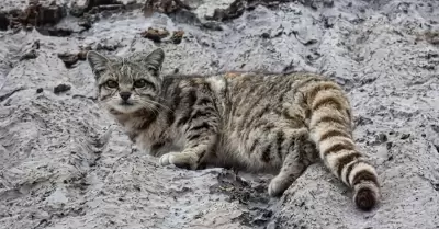 Gato andino