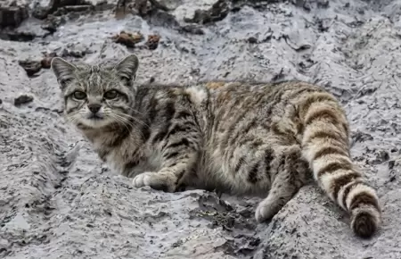 Gato andino