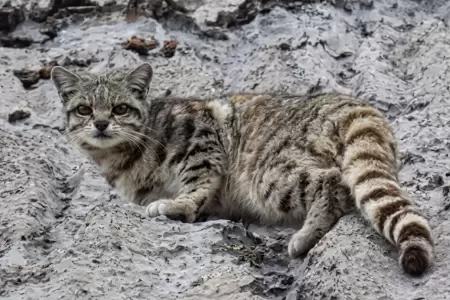 Gato andino