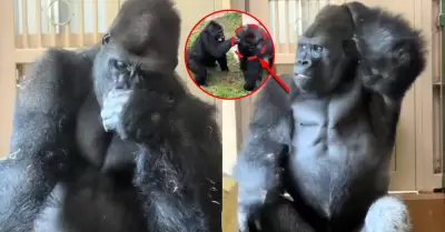 El animal gener� repercusi�n en redes por su particular reacci�n tras ser 'desal