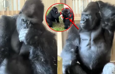 El animal gener� repercusi�n en redes por su particular reacci�n tras ser 'desal