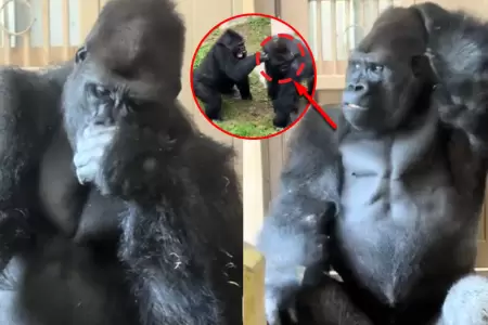 El animal gener� repercusi�n en redes por su particular reacci�n tras ser 'desal