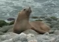�Encontraste un lobo marino en la playa? Esto es lo que nunca debes hacer, advierte Serfor