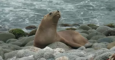 Lobos marinos en la Costa