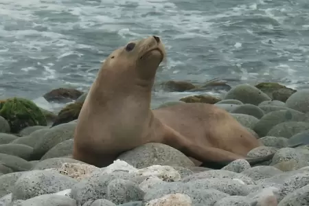 Lobos marinos en la Costa
