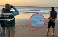 SERFOR confirma avistamiento de cocodrilo en playa de Tumbes: Habr�a sido desplazados por lluvias intensas
