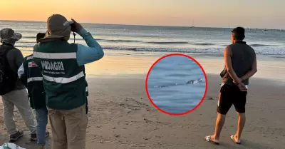 El �rganos se�al� que lluvias intensas e su h�bitat habr�an desplazado al animal