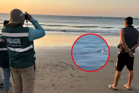 El �rganos se�al� que lluvias intensas e su h�bitat habr�an desplazado al animal