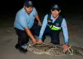Capturan a cocodrilo de dos metros que aterroriz� a ba�istas en playa de Los �rganos