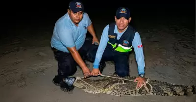 El animal fue capturado despu�s de d�as.