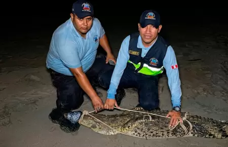 El animal fue capturado despu�s de d�as.