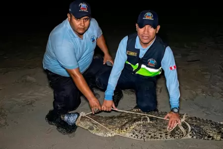 El animal fue capturado despu�s de d�as.